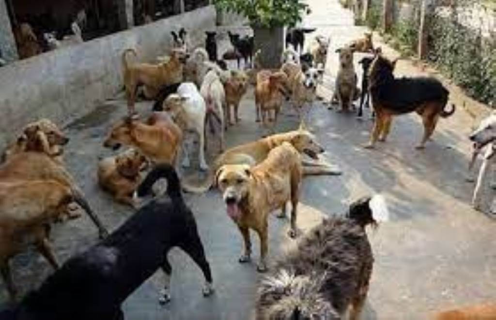 आवारा कुत्तों की नसबंदी व टीकाकरण शीघ्र शुरू करें उपायुक्त